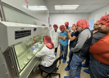 RUM lidera iniciativa para mejorar la producción de ñame en Puerto Rico