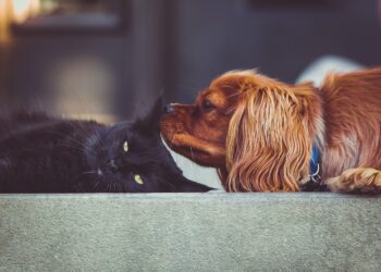 Realizan Gran Feria de Vacunación de Mascotas en Ciales