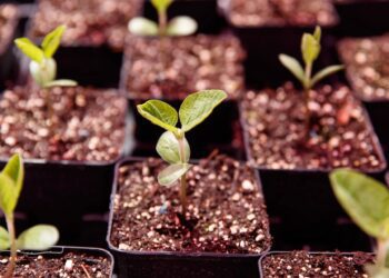 Bayer da inicio a un plan para transformar Finca Boca Chica en una reserva natural protegida