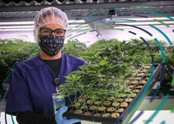 ¡Relájate y confía!  Nueva campaña educativa busca eliminar estigmas sobre  el cannabis medicinal en Puerto Rico