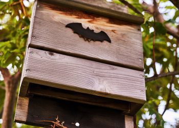 Bacardi Puerto Rico recibe certificación del Wildlife Habitat Council por su labor de conservación de murciélagos