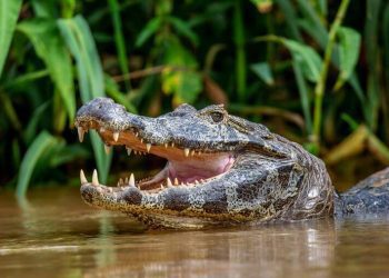 Ofrecen seminario gratuito sobre manejo de animales peligrosos