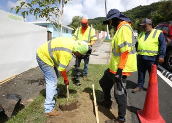 Caguas fortalece su política de reforestación con nuevos proyectos de siembra urbana