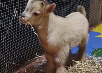 Cataño se prepara para dos días de fiesta caprina