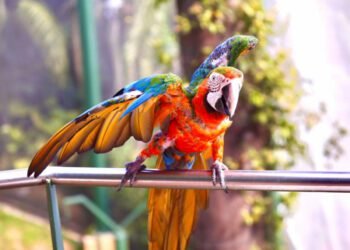 Reabre el Parque Forestal La Marquesa en Guaynabo: Un Oasis Natural para Toda la Familia