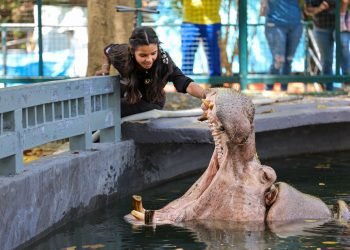 Celebrarán el Cumpleaños del Hipopótamo más viejo del Mundo