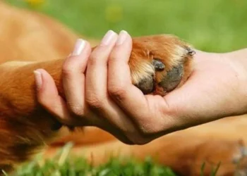 Colegio de Médicos Veterinarios anuncia nueva serie de grupos de apoyo para dueños de mascotas en duelo