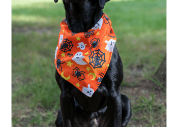 Experta en cuidado y bienestar animal ofrece recomendaciones para el cuidado  de mascotas en Halloween