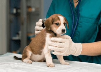 Parásitos intestinales en mascotas: causas, síntomas y tratamiento