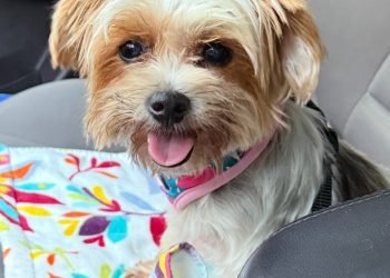 Segunda Feria Navidad con mi Amor Cuatro Patas’ es este sábado en Isabela