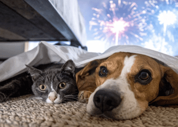 Veterinaria Alerta Sobre la Protección de las Mascotas Ante los Ruidos de Despedida de Año