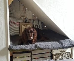 Cuando la celebración no es fiesta para todos: el impacto de la pirotecnia en las mascotas